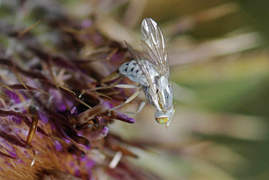 Mosca bianca in deposizione da id.